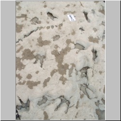 100_1529 (2009-07-27s)m.JPG